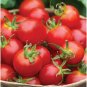 Baby Boomer Tomato Juicy Vegetable  Fresh Tomato Food 50+ seeds