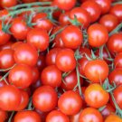 Amarillo Tomato Juicy Vegetable  Fresh Tomatoe 50+ seeds