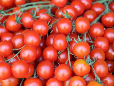 Amarillo Tomato Juicy Vegetable  Fresh Tomatoe 50+ seeds