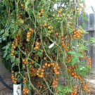 Sungold Tomato Juicy Cherry Vegetable  Fresh Tomatoe 50+ seeds