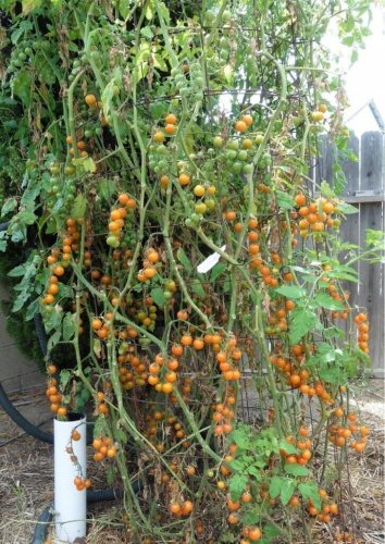 Sungold Tomato Juicy Cherry Vegetable  Fresh Tomatoe 50+ seeds