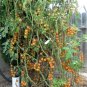 Sungold Tomato Juicy Cherry Vegetable  Fresh Tomatoe 50+ seeds