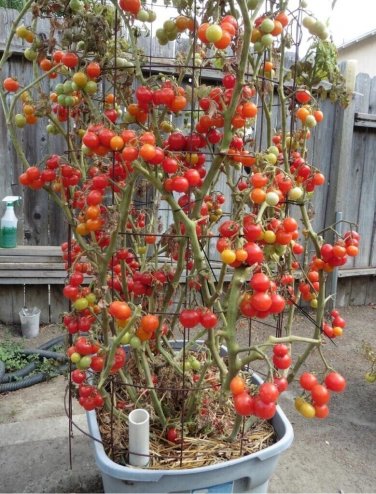 Husky Cherry Tomato Juicy Vegetable  Fresh Tomatoe 50+ seeds