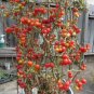 Husky Cherry Tomato Juicy Vegetable  Fresh Tomatoe 50+ seeds