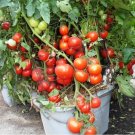 San Diego Tomato Juicy Vegetable  Fresh Tomatoe 50+ seeds