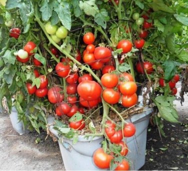 San Diego Tomato Juicy Vegetable  Fresh Tomatoe 50+ seeds