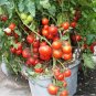 San Diego Tomato Juicy Vegetable  Fresh Tomatoe 50+ seeds