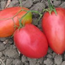 Viva Italia Tomato Hybrid Vegetable Garden Planting  Fresh Tomatoe 50+ seeds