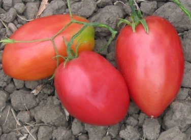 Viva Italia Tomato Hybrid Vegetable Garden Planting  Fresh Tomatoe 50+ seeds