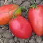 Viva Italia Tomato Hybrid Vegetable Garden Planting  Fresh Tomatoe 50+ seeds