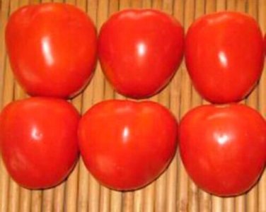 Tomatoberry Tomato Hybrid Vegetable Garden Planting  Fresh Tomatoe 50+ seeds