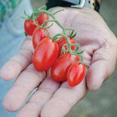 Sweet Treats Tomato Hybrid Vegetable Garden Planting  Fresh Tomatoe 50+ seeds