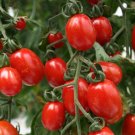 Sweet Baby Girl Tomato Hybrid Vegetable Garden Planting  Fresh Tomatoe 50+ seeds