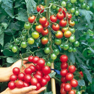 Supersweet Tomato Hybrid Vegetable Garden Planting  Fresh Tomatoe 50+ seeds