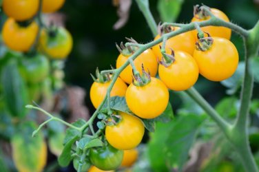 Sunsugar Tomato Hybrid Vegetable Garden 50+ seeds