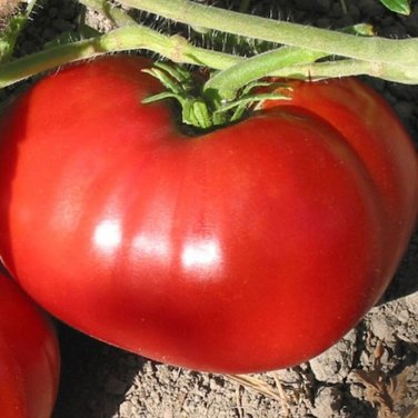 Sugary Tomato Hybrid Vegetable Garden 50+ seeds