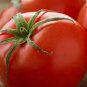 Siberian Tomato Hybrid Vegetable Garden 50+ seeds