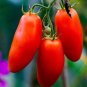 Sausage Tomato Hybrid Vegetable Garden 50+ seeds