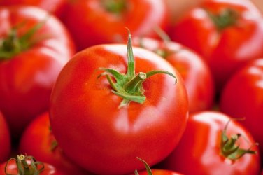 Red Defender Tomato Hybrid Vegetable Garden 50+ seeds