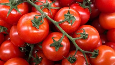 Patio Teacup Tomato Hybrid Vegetable Garden 50+ seeds