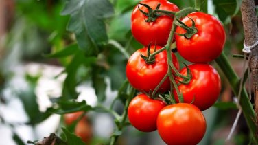 Patio Tasty Kabob Tomato Hybrid Vegetable Garden 50+ seeds