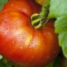 Park’S Razzleberry Tomato Hybrid Vegetable Garden 50+ seeds