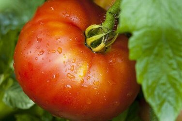 Park&acirc;��S Razzleberry Tomato Hybrid Vegetable Garden 50+ seeds