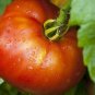 Park’S Razzleberry Tomato Hybrid Vegetable Garden 50+ seeds