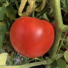 Park’S Whopper Tomato Hybrid Vegetable Garden 50+ seeds