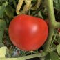 Park’S Whopper Tomato Hybrid Vegetable Garden 50+ seeds