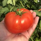 Mountain Spring Tomato Hybrid Vegetable Garden 50+ seeds