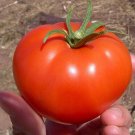 Mountain Fresh Tomato Hybrid Vegetable Garden 50+ seeds