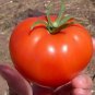 Mountain Fresh Tomato Hybrid Vegetable Garden 50+ seeds