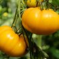 Lemon Boy Tomato Hybrid Vegetable Garden 50+ seeds