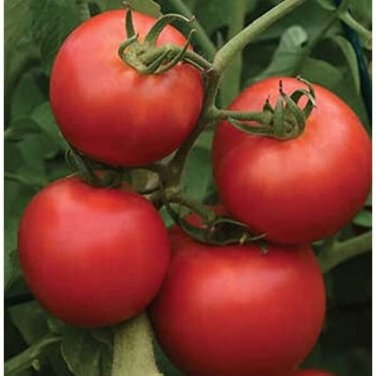 Jetsetter Tomato Hybrid Vegetable Garden 50+ seeds