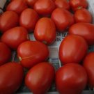 Health Kick Tomato Hybrid Vegetable Garden 50+ seeds