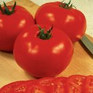 Fresh Salsa Tomato Hybrid Vegetable Garden 50+ seeds