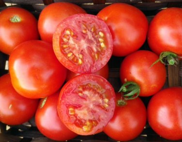 Cupid Tomato Hybrid Vegetable Garden 50+ seeds
