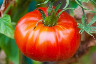 Champion Tomato Hybrid Vegetable Garden 50+ seeds