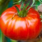 Champion Tomato Hybrid Vegetable Garden 50+ seeds