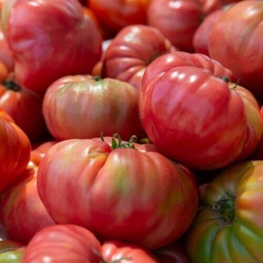 Caspian Pink Tomato Hybrid Vegetable Garden Planting Tomatoes Usa 50+ seeds
