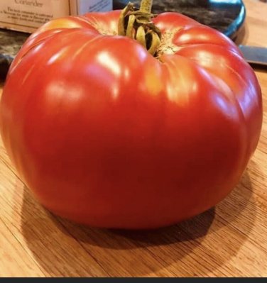 Abe Lincoln Tomato Vegetable Garden Planting Tomatoes Usa 50+ seeds