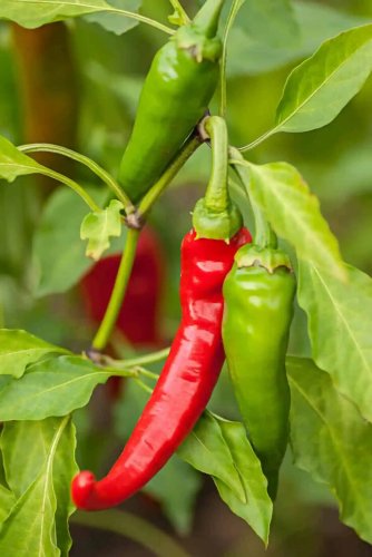 Diablo Grande Chili Peppers Easy To Grow Vegetable Garden Edible 25 seeds