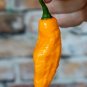 Devil'S Tongue Peppers Easy To Grow Vegetable Garden Edible 25 seeds
