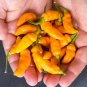 Datil Peppers Easy To Grow Vegetable Garden Edible 25 seeds
