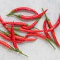 Dagger Pod Chili Peppers Easy To Grow Vegetable Garden Edible 25 seeds
