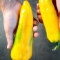 Corno Di Toro Giallo Peppers Easy To Grow Vegetable Garden Edible 25 seeds