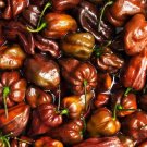 Chocolate Habanero Chili Peppers Easy To Grow Vegetable Garden Edible 25 seeds