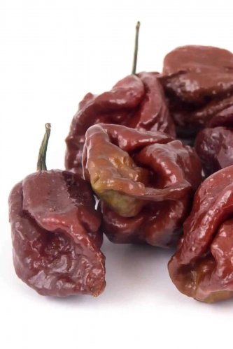 Chocolate 7-Pot Chili Peppers Easy To Grow Vegetable Garden Edible 25 seeds