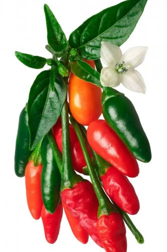 Pequin Peppers Easy To Grow Vegetable Garden Edible 25 seeds